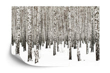 Carregar imagem no visualizador da galeria, White Birch Tree Forest Wallpaper Mural. IQ-1236