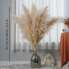 Carregar imagem no visualizador da galeria, Pampas Grass Bouquet (Set of 5)