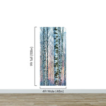 Carregar imagem no visualizador da galeria, White Birch Tree Forest Wall Mural Wallpaper. Sunset Scenery. #6246