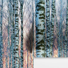 Carregar imagem no visualizador da galeria, White Birch Tree Forest Wall Mural Wallpaper. Sunset Scenery. #6246