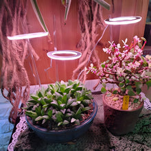 Carregar imagem no visualizador da galeria, LED Grow Light Full Spectrum Angel Ring USB Lamp for Indoor Plants