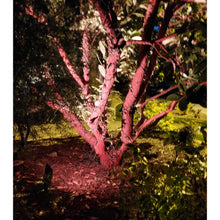 Carregar imagem no visualizador da galeria, Solid Brass Adjustable Outdoor Spotlights with 5 LED Bulb