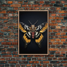 Load image into Gallery viewer, Framed Death Head Moth Canvas Print, Acherontia, Taxidermy Art, Dried Butterfly Print, Bug Wall Art Hanging Decor, Goth Art, Halloween Art
