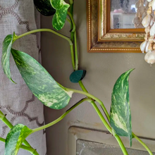 Load image into Gallery viewer, Vine Plant Wall Clips
