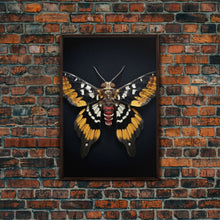 Load image into Gallery viewer, Framed Death Head Moth Canvas Print, Acherontia, Taxidermy Art, Dried Butterfly Print, Bug Wall Art Hanging Decor, Goth Art, Halloween Art
