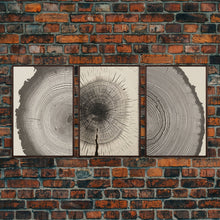 Load image into Gallery viewer, 3 Piece Triptych Framed Canvas Wall Art Set, Wood Tree Rings, Abstract Illustration Prints, Modern Art, Neutral Decor, Minimalist Art
