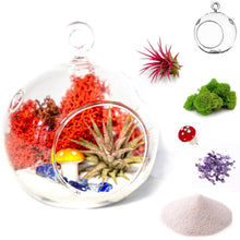 Load image into Gallery viewer, 4&quot; Glass Globe Air Plant Terrarium Kit
