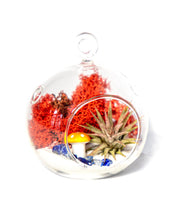 Load image into Gallery viewer, 4&quot; Glass Globe Air Plant Terrarium Kit
