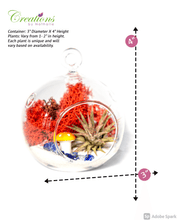 Load image into Gallery viewer, 4&quot; Glass Globe Air Plant Terrarium Kit
