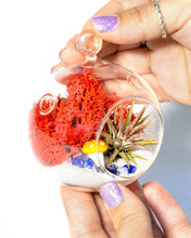 Load image into Gallery viewer, 4&quot; Glass Globe Air Plant Terrarium Kit

