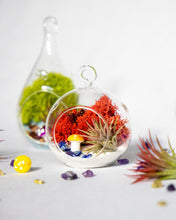 Load image into Gallery viewer, 4&quot; Glass Globe Air Plant Terrarium Kit
