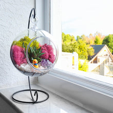 Load image into Gallery viewer, 5&quot; Acrylic Globe Succulent Terrarium Kit (Kid Friendly)
