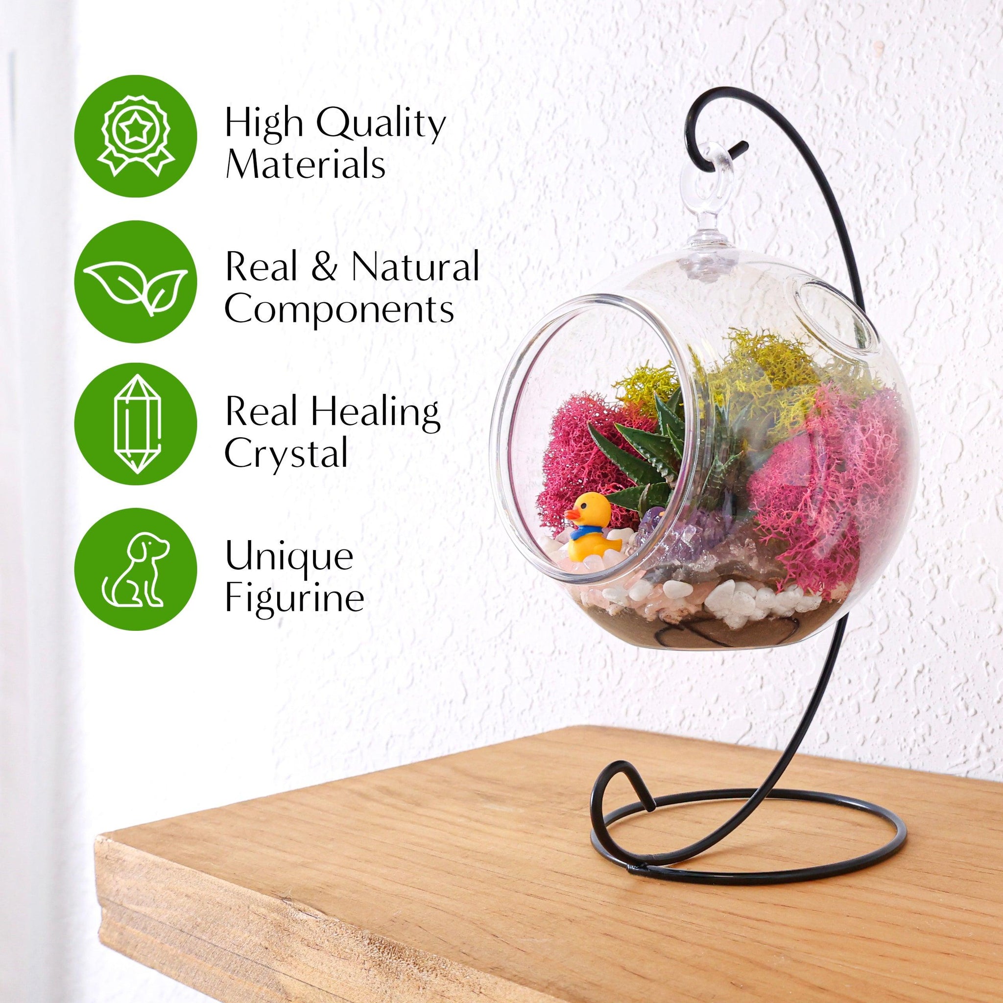 succulent globe terrarium 5" Acrylic Globe Succulent Terrarium Kit (Kid Friendly)