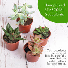Load image into Gallery viewer, 5&quot; Acrylic Globe Succulent Terrarium Kit (Kid Friendly)
