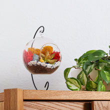 Carregar imagem no visualizador da galeria, 5&quot; Glass Globe Succulent Terrarium Kit
