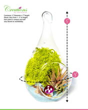 Carregar imagem no visualizador da galeria, 5&quot; Glass Tear Drop Air Plant Terrarium Kit
