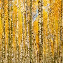 Load image into Gallery viewer, Autumn Scenic Birch Tree Forest Wall Mural | Peel and Stick Wallpaper. #6202
