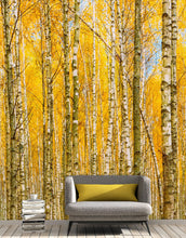 Load image into Gallery viewer, Autumn Scenic Birch Tree Forest Wall Mural | Peel and Stick Wallpaper. #6202
