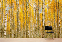 Load image into Gallery viewer, Autumn Scenic Birch Tree Forest Wall Mural | Peel and Stick Wallpaper. #6202
