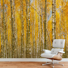 Cargar imagen en el visor de la galería, Autumn Scenic Birch Tree Forest Wall Mural | Peel and Stick Wallpaper. #6202
