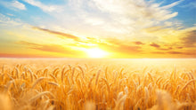 Load image into Gallery viewer, Sunset Sunrise over Farmland Wheat Field Wall Mural. Peel and Stick Wall Paper. #6323
