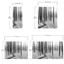 Carregar imagem no visualizador da galeria, Black and White Forest Landscape Wall Mural. Peel and Stick Wallpaper. #6365
