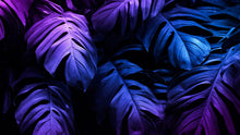 Cargar imagen en el visor de la galería, Tropical Wallpaper Blue and Purple Leaf Wall Mural on Dark Background #6445
