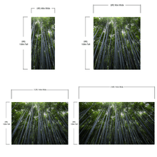 Load image into Gallery viewer, Tall Bamboo Tree Forest Wall Mural. Peaceful, Serenity, Zen Background Wallpaper. #6463
