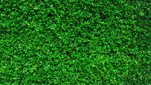 Carregar imagem no visualizador da galeria, Greenery Grass Background Wallpaper Mural. #6551
