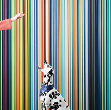 Cargar imagen en el visor de la galería, Vertical Line Color Stripes Wallpaper. Bright Rainbow Color Lines Wall Mural. #6597
