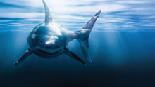 Cargar imagen en el visor de la galería, Great White Shark Wall Mural. Peel and Stick Wallpaper. #6700
