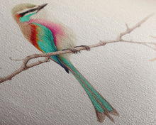 Cargar imagen en el visor de la galería, Colorful Oriole Bird On a Branch, Watercolor, Framed Canvas Print, Birdwatcher Art
