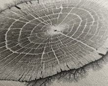 Carregar imagem no visualizador da galeria, Framed Canvas Print Wall Art,  Grunge Forest Tree Rings, Abstract Illustrations, Modern Art, Nordic Decor for Bedroom, Tree Cross Section
