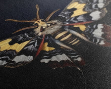 Load image into Gallery viewer, Framed Death Head Moth Canvas Print, Acherontia, Taxidermy Art, Dried Butterfly Print, Bug Wall Art Hanging Decor, Goth Art, Halloween Art
