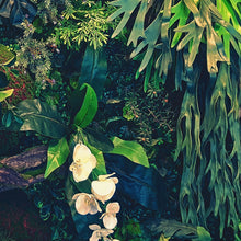 Load image into Gallery viewer, Jungle Wallpaper, Forest Greenery Botanical Wall Mural. #6741
