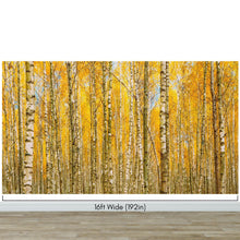 Carregar imagem no visualizador da galeria, Autumn Scenic Birch Tree Forest Wall Mural | Peel and Stick Wallpaper. #6202
