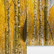 Carregar imagem no visualizador da galeria, Autumn Scenic Birch Tree Forest Wall Mural | Peel and Stick Wallpaper. #6202
