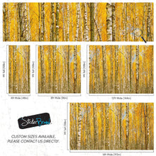 Carregar imagem no visualizador da galeria, Autumn Scenic Birch Tree Forest Wall Mural | Peel and Stick Wallpaper. #6202
