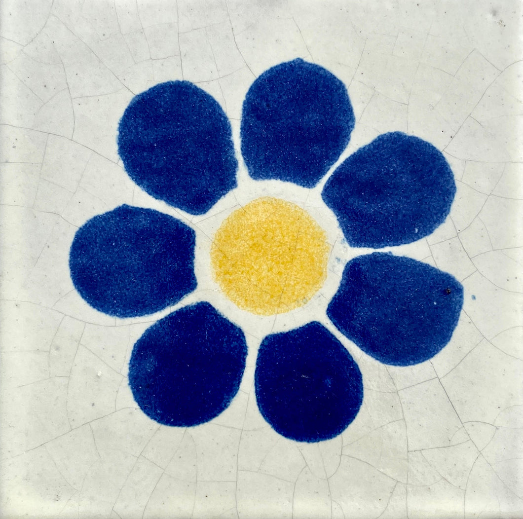 Daisy Azul Y Amarillo