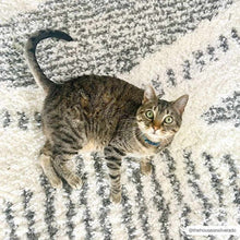Load image into Gallery viewer, Trunding Plush Area Rug

