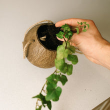 Load image into Gallery viewer, Coconut Planter with Jute Twine
