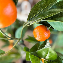 Load image into Gallery viewer, Faux Tangerine Tree, Choose Your Size
